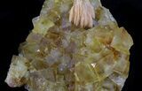 Yellow Cubic Fluorite With Pink Dolomite - Morocco #37485-3